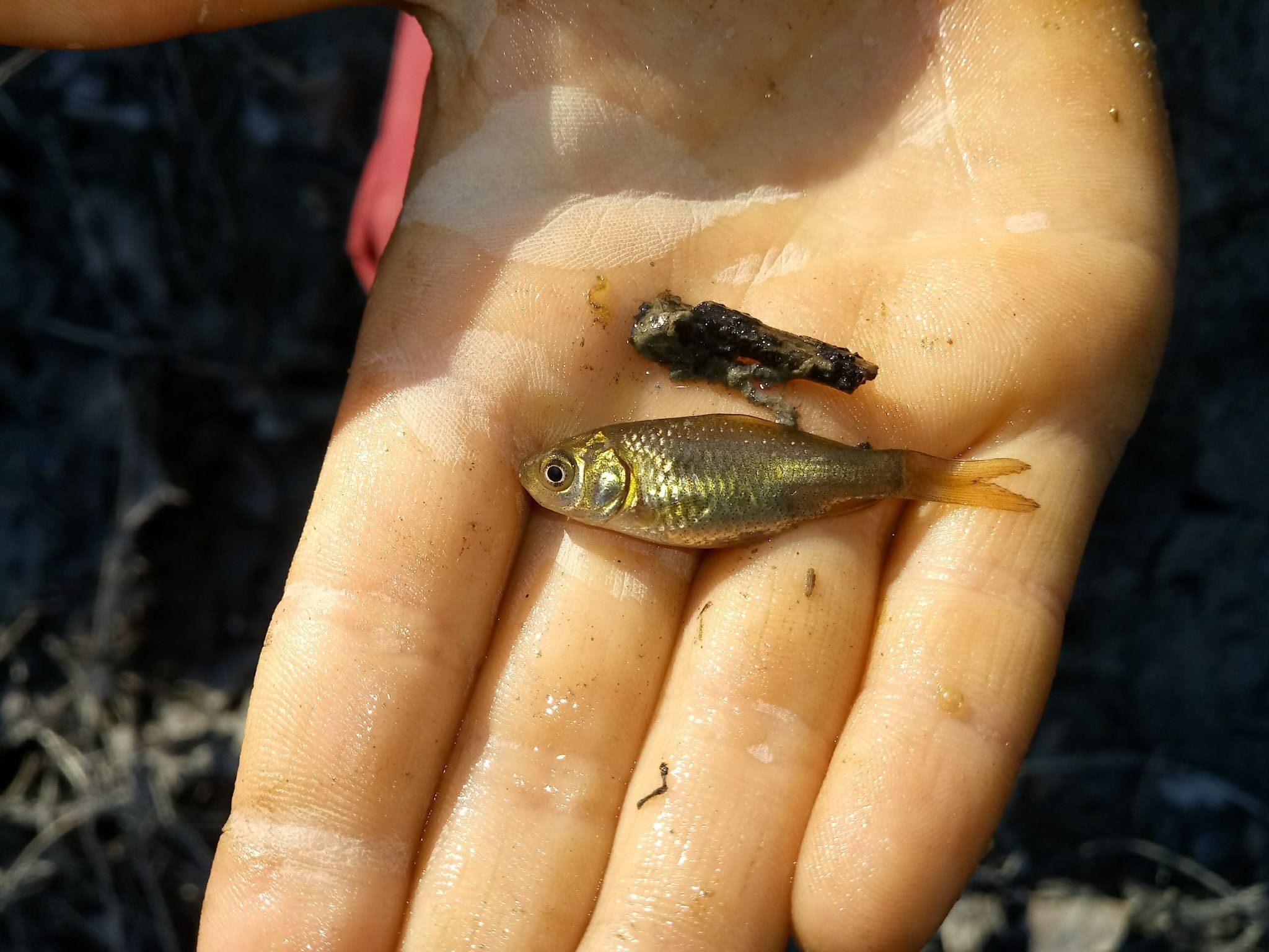 Squalius squalus (Bonaparte, 1837)